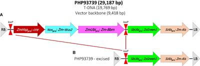 Genetic Transformation of Recalcitrant Upland Switchgrass Using Morphogenic Genes